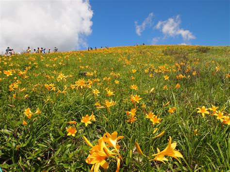 峰種類|霧ヶ峰｜百花繚乱の高山植物を楽しむ高原ハイキング＆登山ルー 